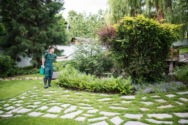 Best Ant Control Services  in Avondale, AZ