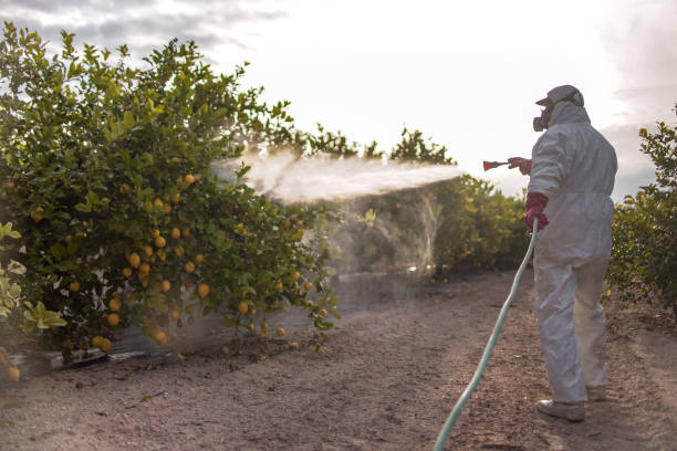 Best Bed Bug Extermination  in Avondale, AZ